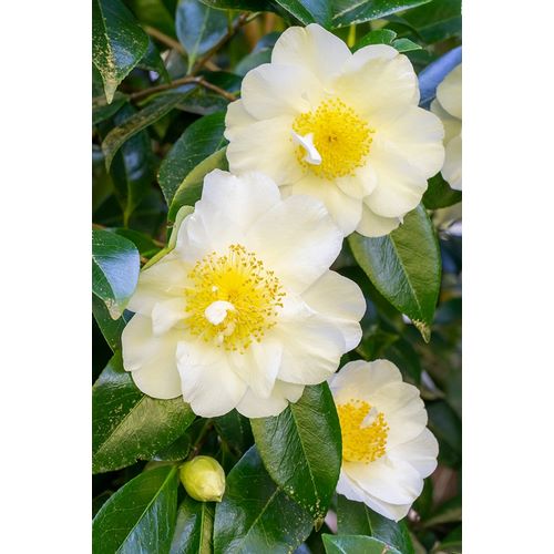 Horton, Janet 아티스트의 Issaquah-Washington State-USA Flowering Camellia bush작품입니다.